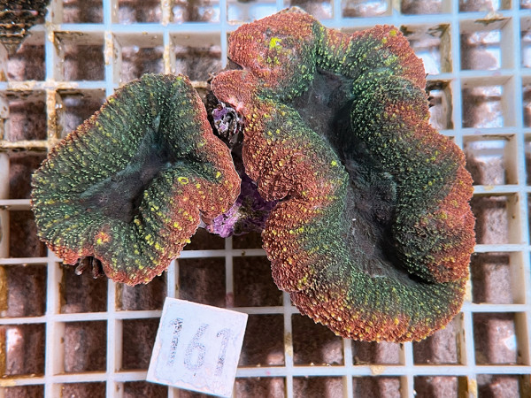 Lobophyllia spec. - Hirnkoralle ultra (161)