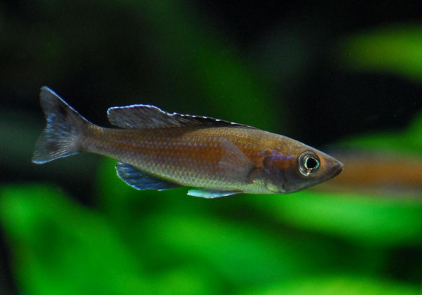 Cyprichromis leptosoma - Speckleback Moba