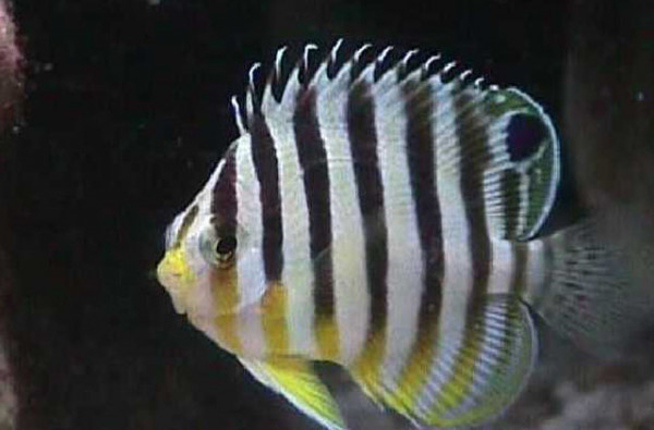 Paracentropyge multifasciata - Zebra Zwergkaiser