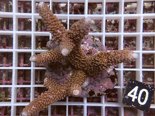 Acropora aspera (40)