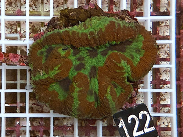 Symphyllia spec. - Hirnkoralle ultra (122)