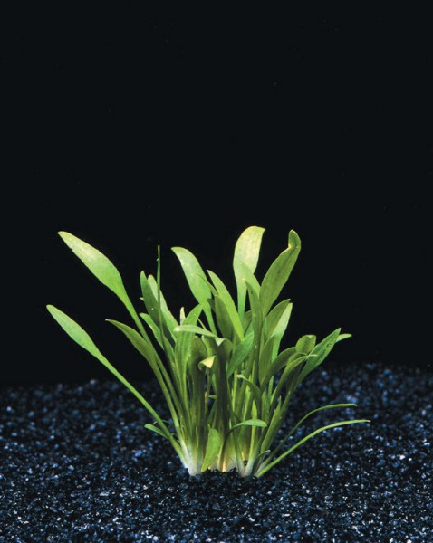 Cryptocoryne parva - Zwerg Wasserkelch