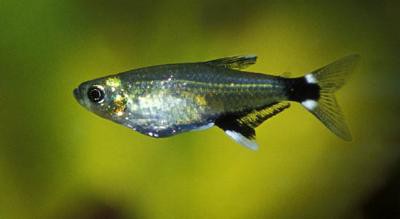 Aphyocharax paraquayenisis - Augenflecksalmler/Sonnensalmler