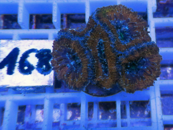 Acanthastrea spec. Frag (168)