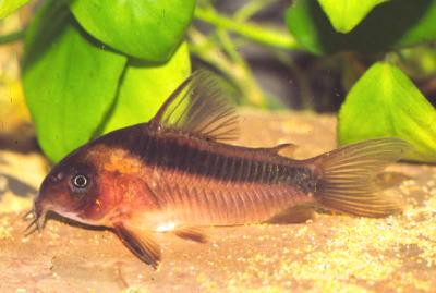 Corydoras rabauti - Rostpanzerwels