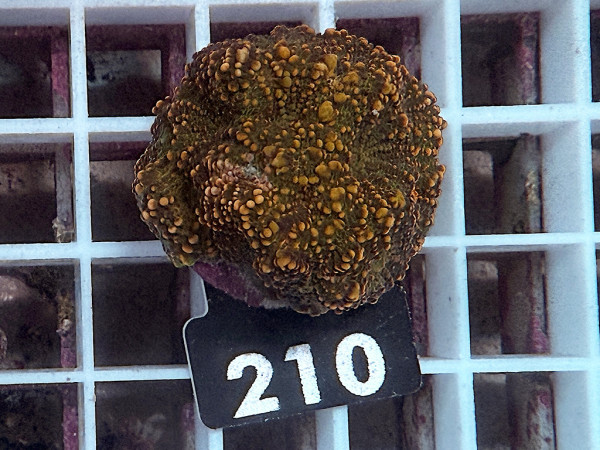 Acanthastrea echinata frag (210)