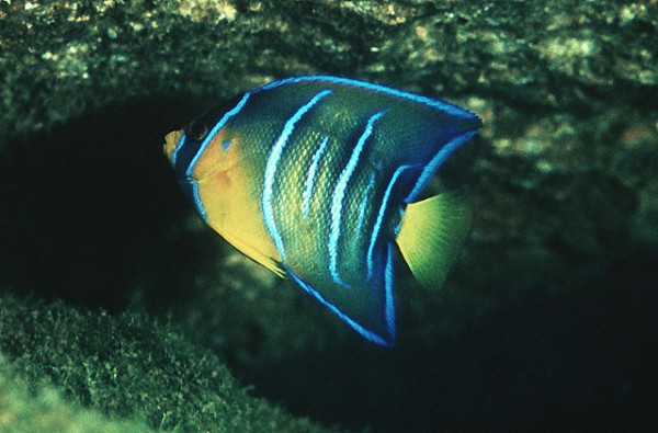 Holacanthus ciliaris - Königin-Kaiserfisch juvenile