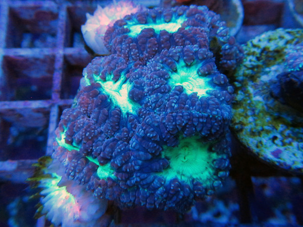 Blastomussa wellsi - Blastomussa wellsi Green Frag 2-3 Polypen