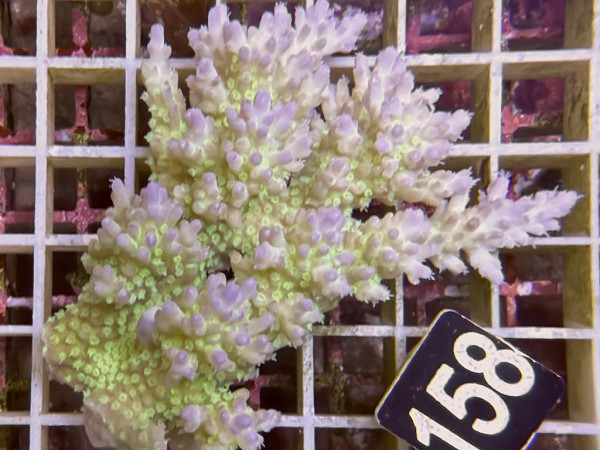 Acropora sp. ultra (158)