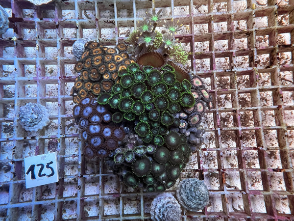 Zoanthus spec. - Zoa Garden Krustenanemonen mix (125)