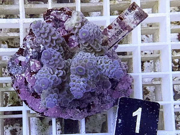 Acropora millepora (1)