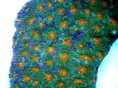 Goniastrea spec. - Goniastrea, color (E 00838/17)