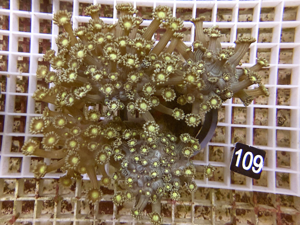 Goniopora spec. astförmig (109)