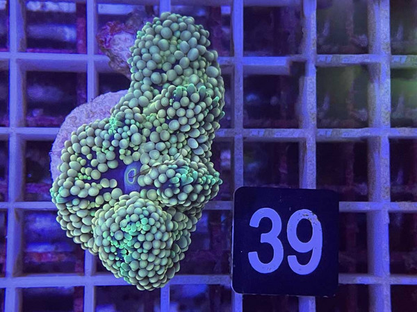 Ricordea floridae (39)