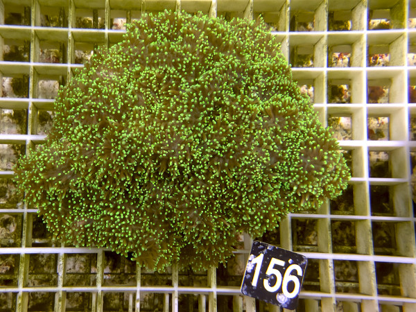 Rhodactis sp. - Fussel-Scheibenanemonen (156)