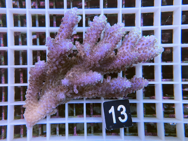 Acropora sp. ultra (13)